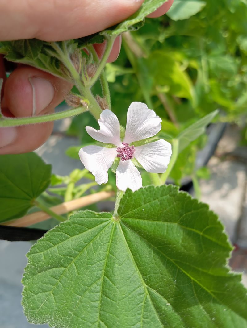 Althaea officinalis